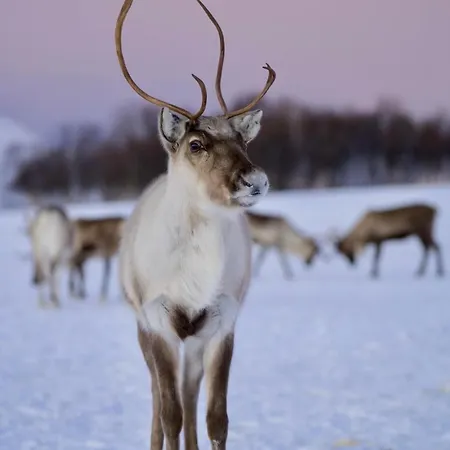 Lägenhet Aurora Base Tromsø